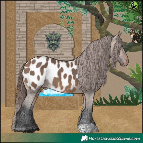 Horse Color:Brown Dun Appaloosa 