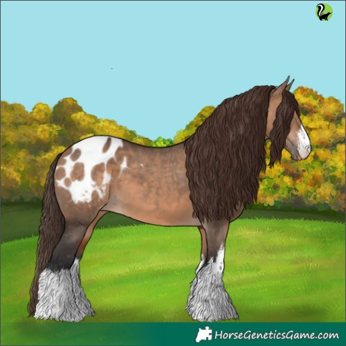Horse Color:White Spotted Bay Dun Appaloosa 