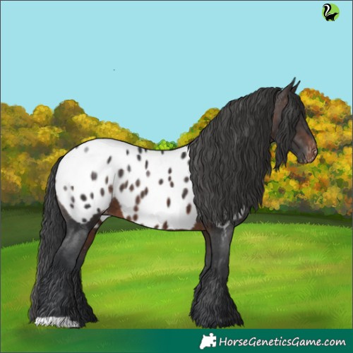 Horse Color:Brown Appaloosa 