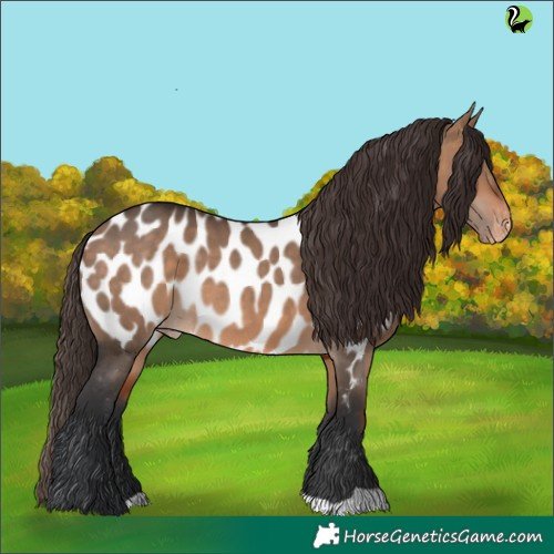 Horse Color:Brown Dun Appaloosa 