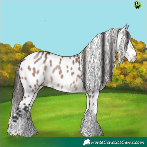 Horse Color:White Spotted Brown Dun Appaloosa Rabicano