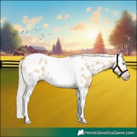 Horse Color:Gray Silver Amber Cream Champagne Roan Dun Splash Tobiano Frame Appaloosa Rabicano 