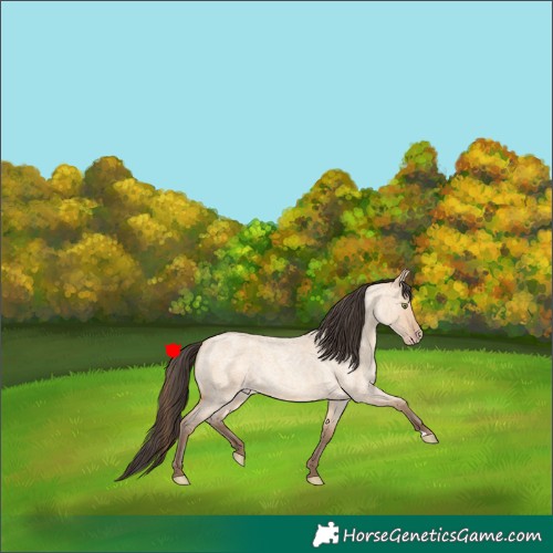 Horse Color:Amber Champagne Roan Dun Rabicano 