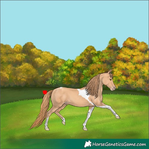 Horse Color:Gold Champagne Tobiano 