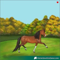 Horse Color:Bay Splash Tobiano 