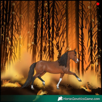 Horse Color:Bay Splash Tobiano