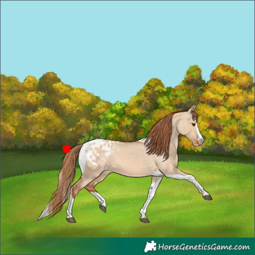 Horse Color:Red Dun Splash Tobiano Blanket 