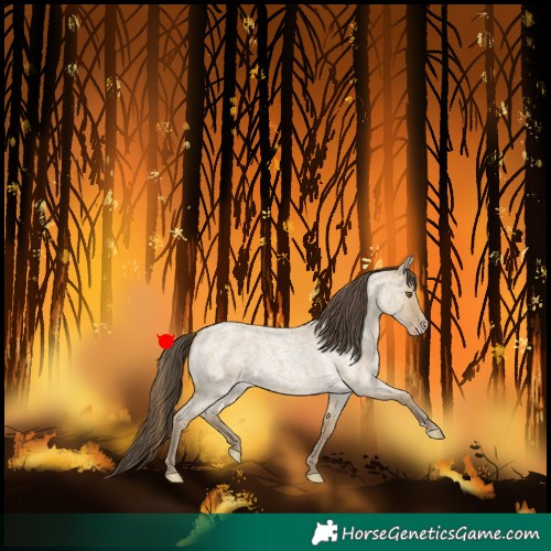 Horse Color:Classic Cream Champagne Roan 