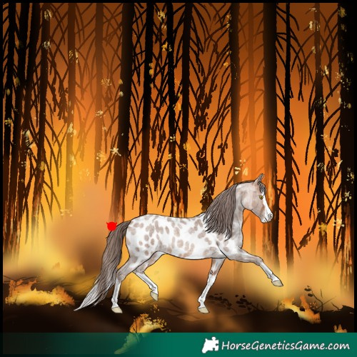 Horse Color:Amber Champagne Roan Sabino Splash Appaloosa 