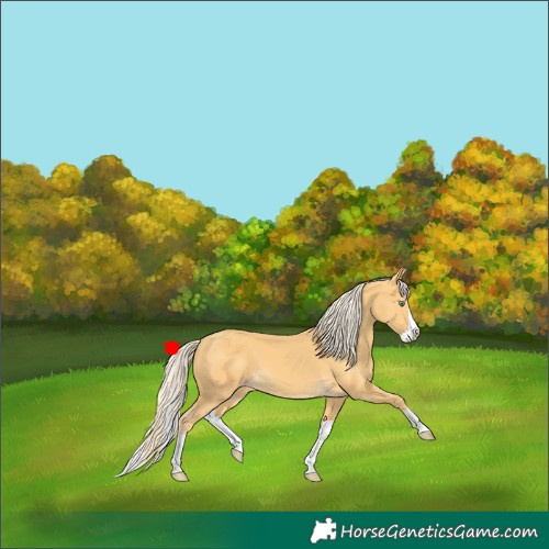 Horse Color:Gold Cream Champagne Splash