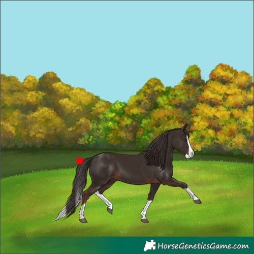 Horse Color:Liver Chestnut Splash