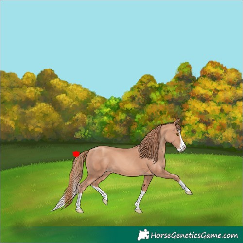 Horse Color:Gold Champagne Splash 