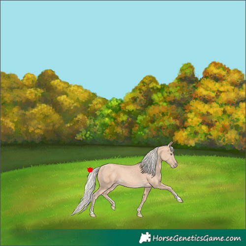 Horse Color:Gold Cream Champagne