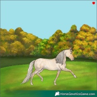 Horse Color:Gold Cream Champagne Roan 