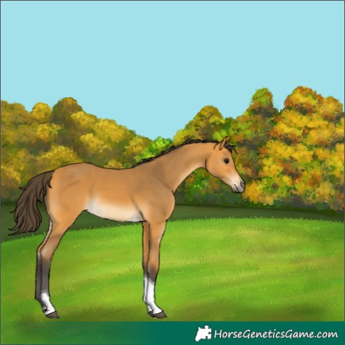 Horse Color:Buckskin Tobiano 