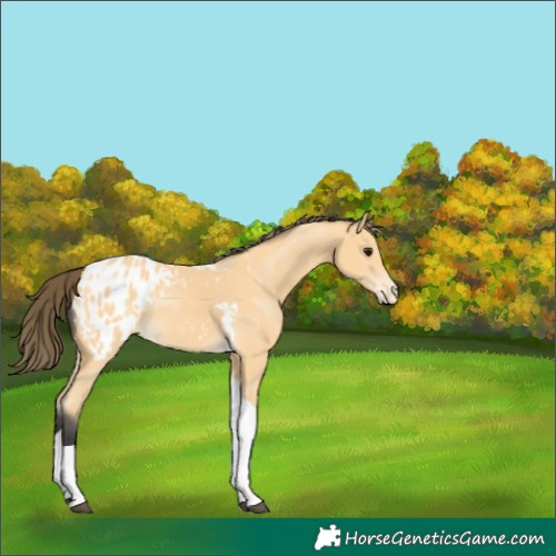 Horse Color:Unknown 