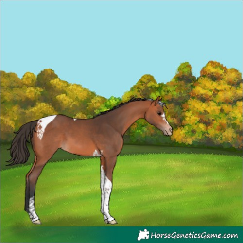 Horse Color:Unknown 