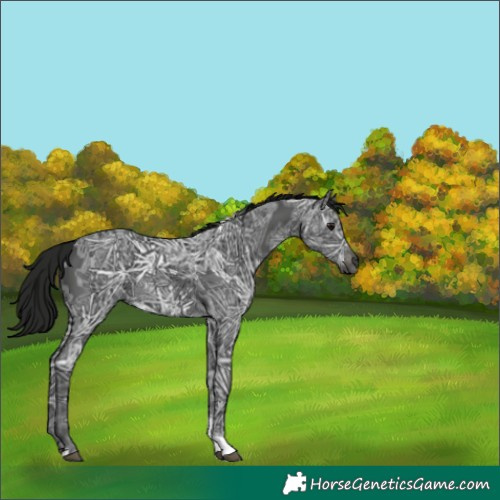 Horse Color:Gray Smoky Black Ice Tobiano 