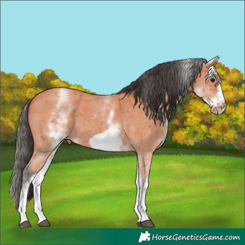 Horse Color:White Spotted Bay Sabino Frame 
