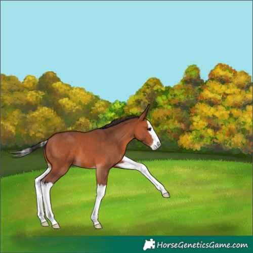Horse Color:Bay Splash