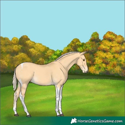Horse Color:Palomino Dun Tobiano