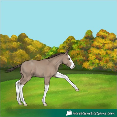 Horse Color:Classic Champagne Splash