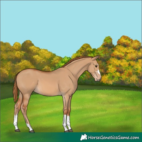 Horse Color:Red Dun