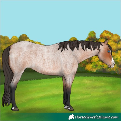 Horse Color:Bay Roan Splash