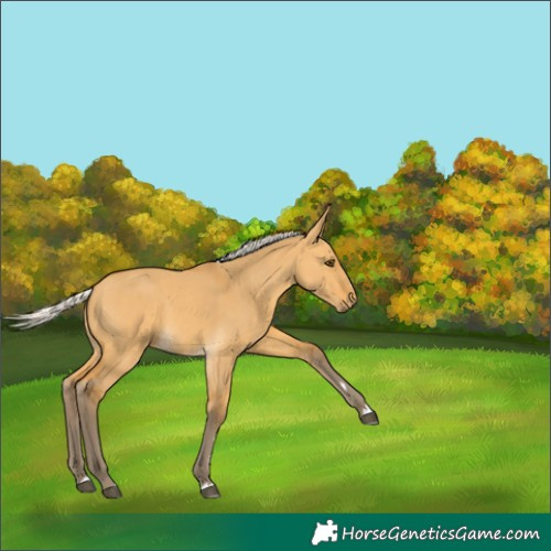 Horse Color:Silver Buckskin Dun