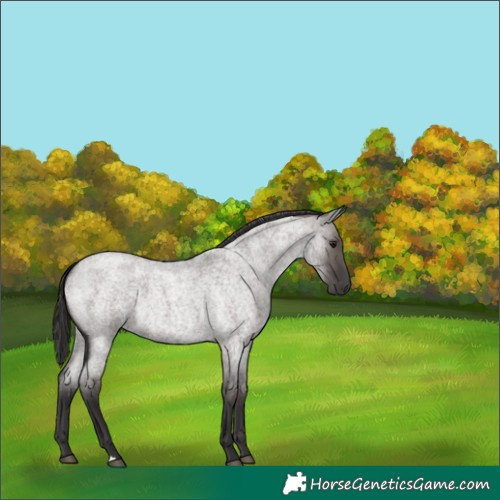 Horse Color:Smoky Grullo Roan 