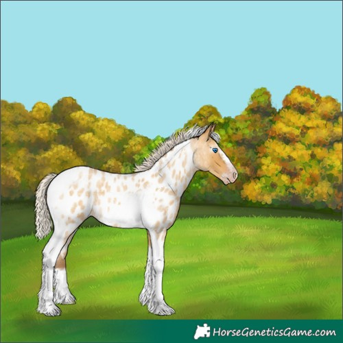 Horse Color:Gray Silver Amber Cream Champagne Roan Dun Splash Tobiano Frame Near Leopard Rabicano 