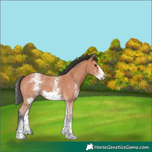 Horse Color:White Spotted Bay Sabino Frame 