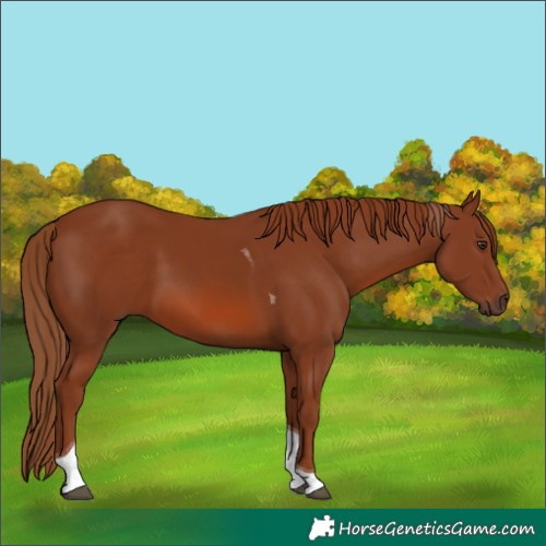 Horse Color:Chestnut Tobiano