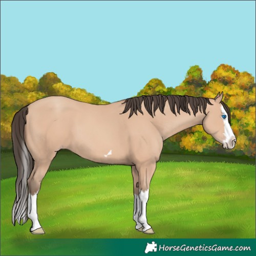 Horse Color:Amber Champagne Splash