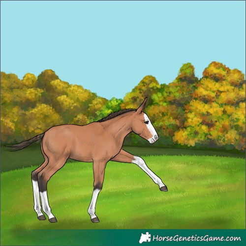 Horse Color:Bay Splash Appaloosa 