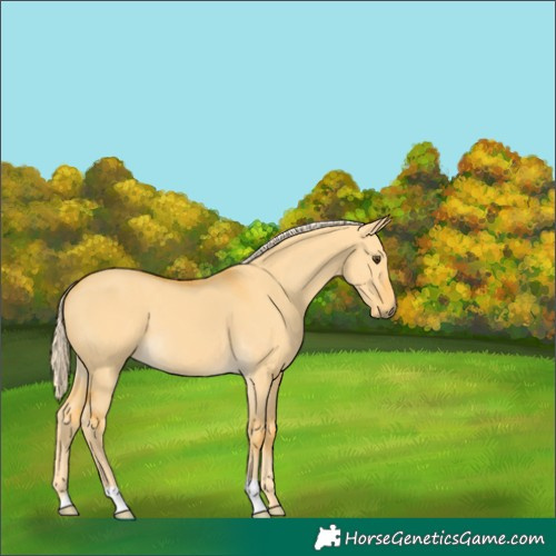 Horse Color:Palomino Dun 