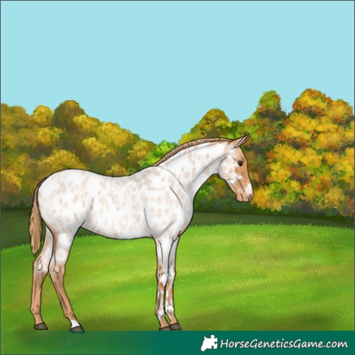 Horse Color:Red Roan Appaloosa
