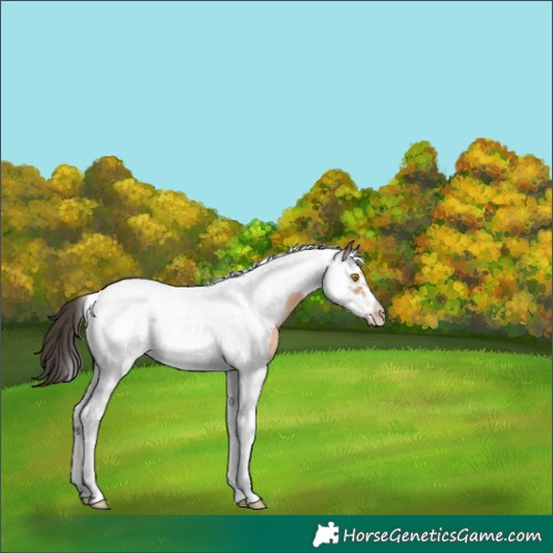 Horse Color:Sable Champagne Splash Tobiano Frame Rabicano 