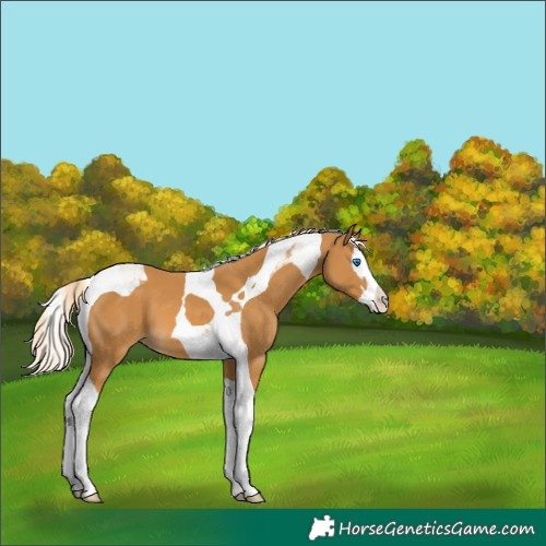 Horse Color:Palomino Splash Tobiano 