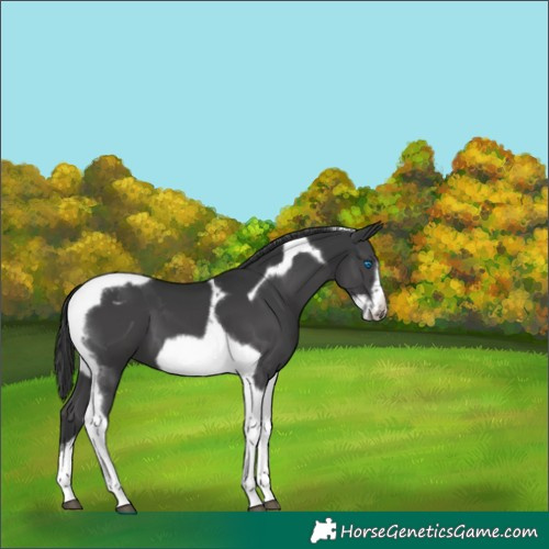 Horse Color:Black Tobiano Frame Varnish 