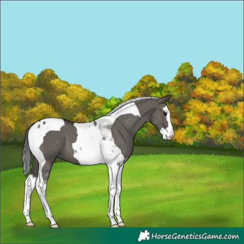 Horse Color:Grullo Splash Tobiano