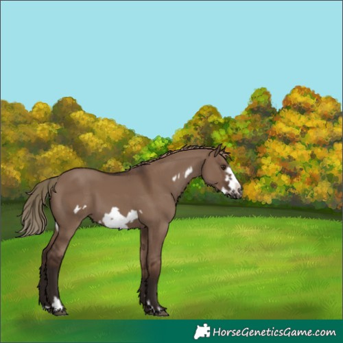 Horse Color:Liver Red Dun Frame 