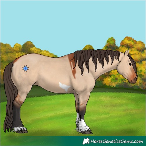 Horse Color:Bay Dun Tobiano