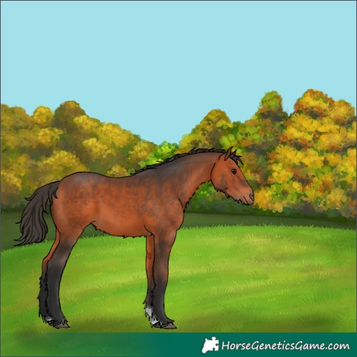 Horse Color:Bay Tobiano 