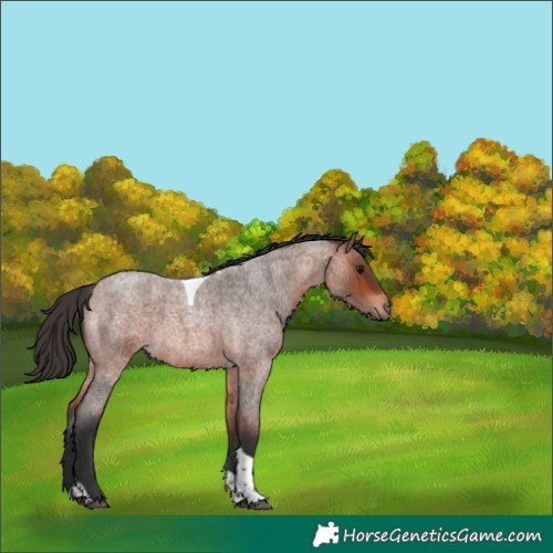Horse Color:Bay Roan Tobiano