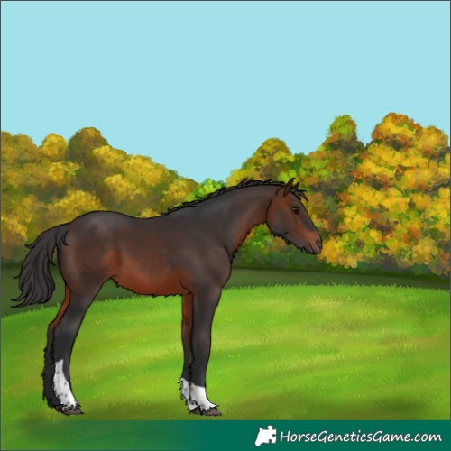 Horse Color:Brown Tobiano 