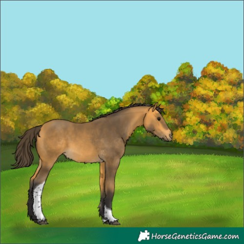 Horse Color:Buckskin Tobiano 