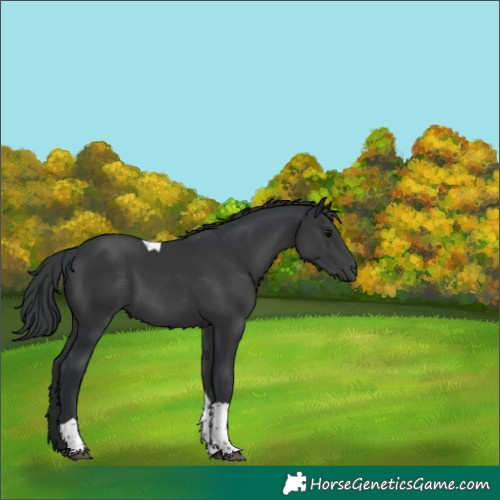 Horse Color:Black Tobiano 