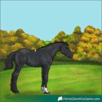 Horse Color:Black Tobiano