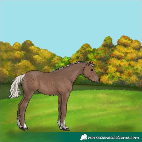Horse Color:Silver Black Sabino Tobiano 